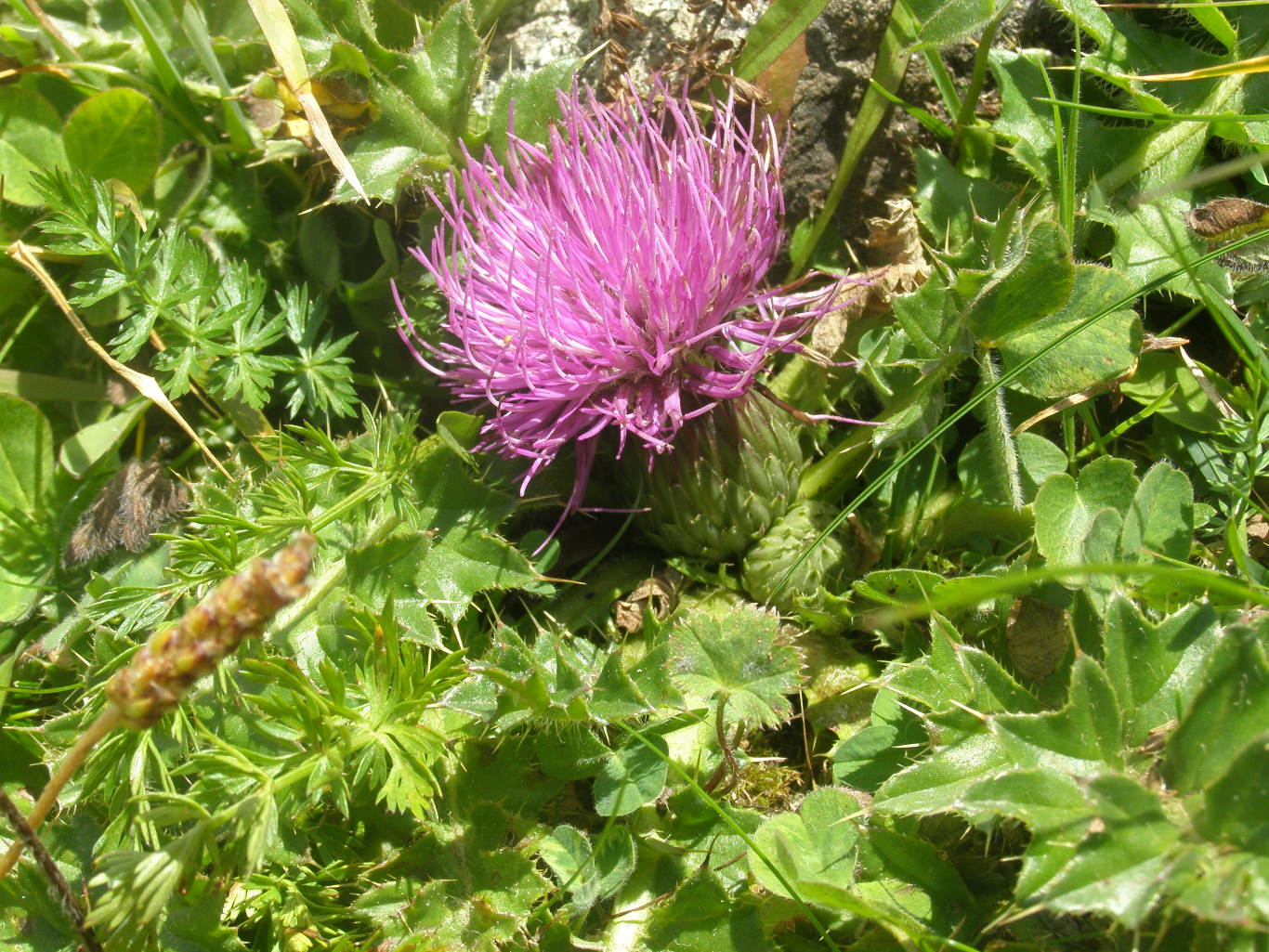 Cirsium acaulon (=acaule) / Cardo nano